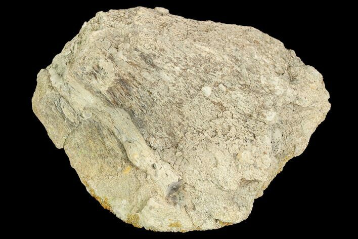 Unprepared Fossil Triceratops Bone Section - North Dakota #120514